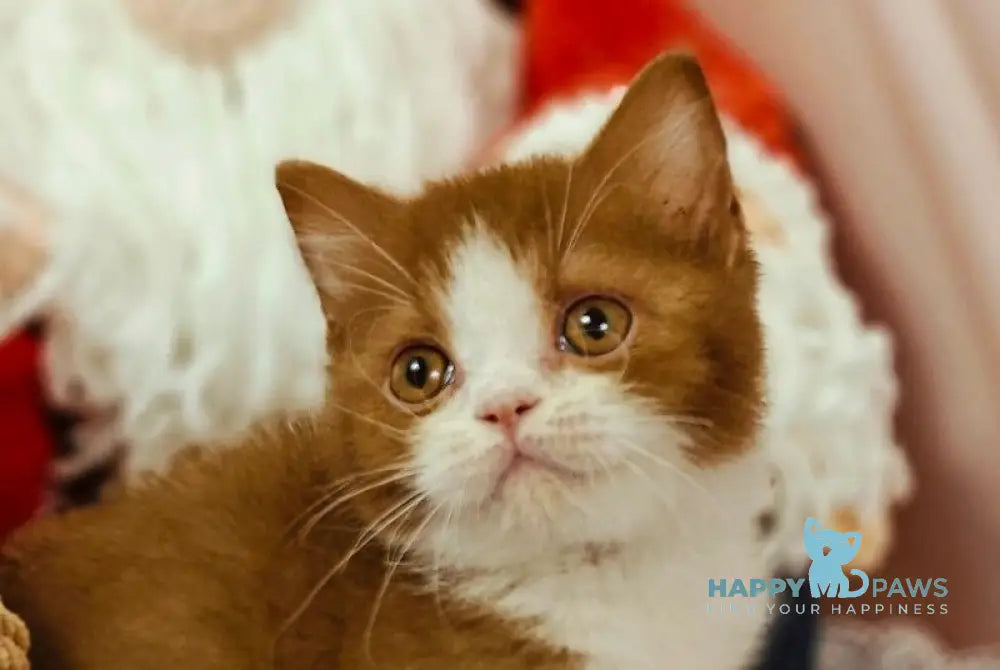 Yan British Shorthair male cinnamon bicolour live animals