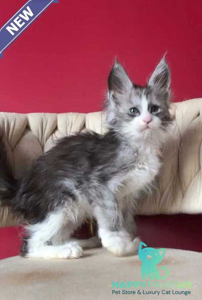 Yan Maine Coon male black silver bicolour - live animals