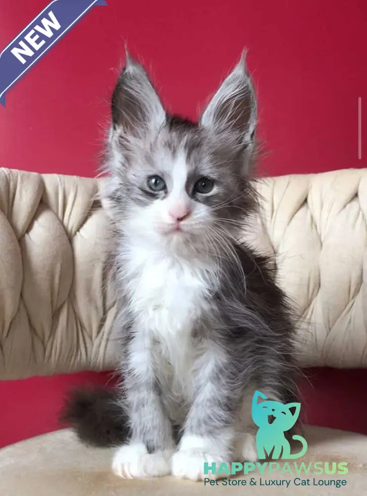 Yan Maine Coon male black silver bicolour - live animals