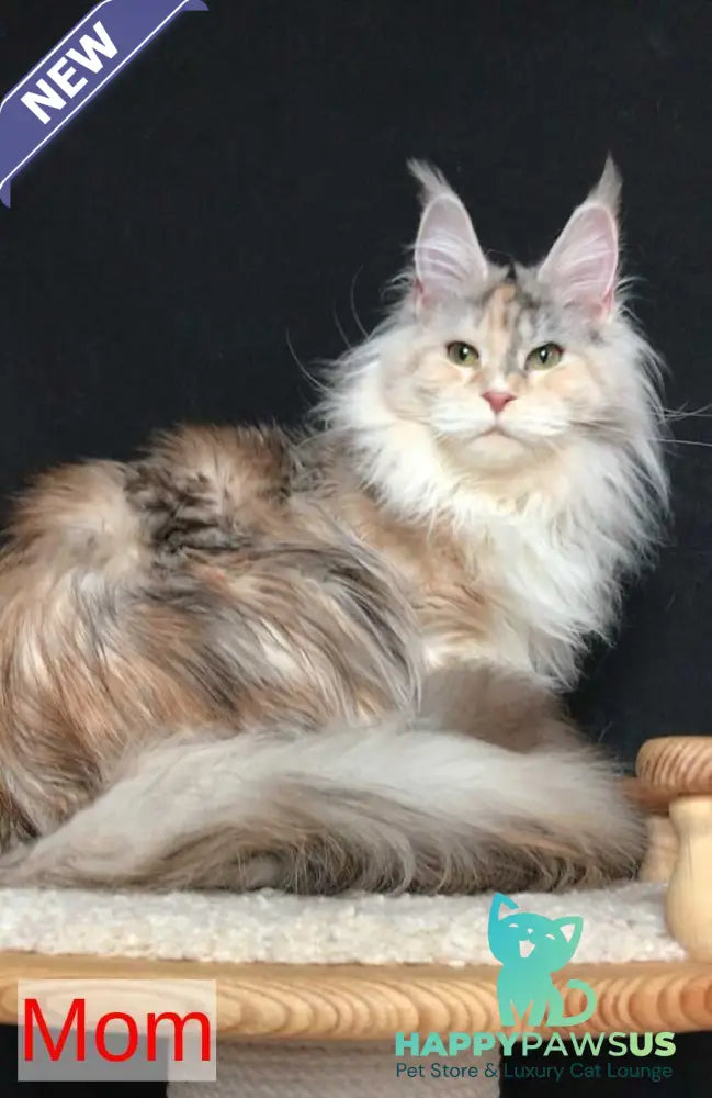 Yan Maine Coon male black silver bicolour - live animals