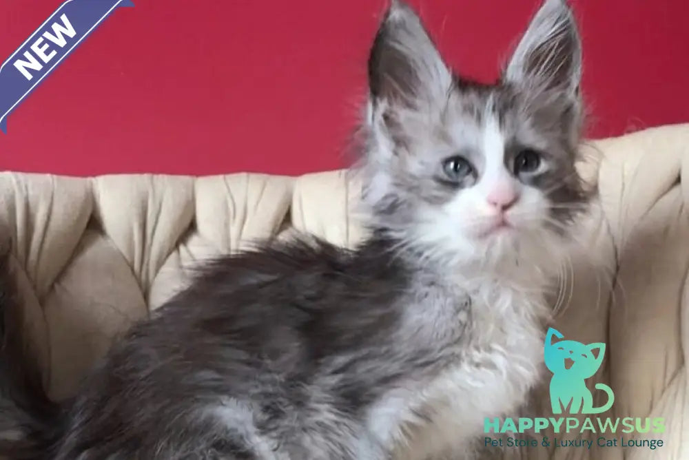 Yan Maine Coon male black silver bicolour - live animals