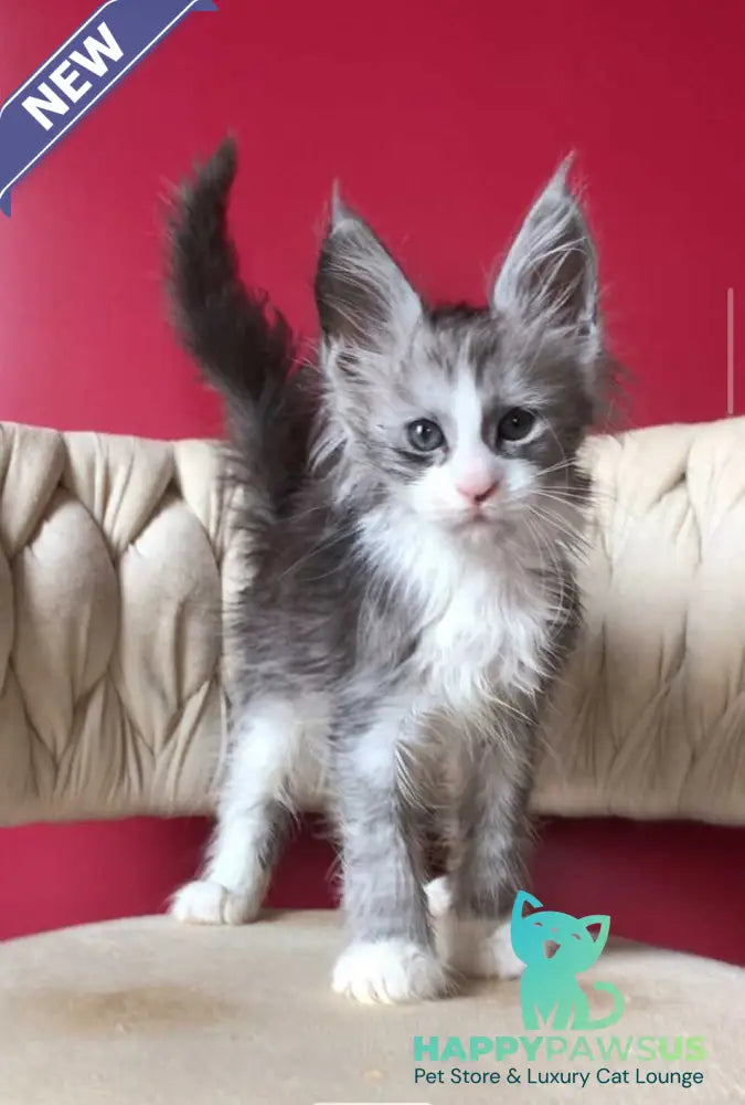 Yan Maine Coon male black silver bicolour - live animals