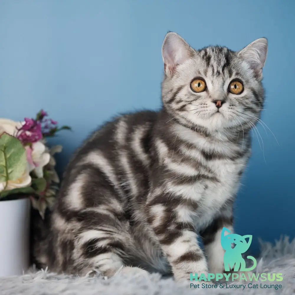 Yan Scottish Straight male black silver tabby - live animals