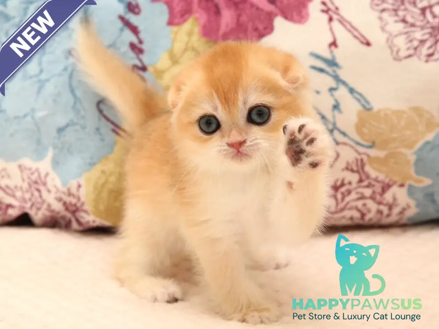 Yana Scottish Fold female black golden chinchilla - live animals