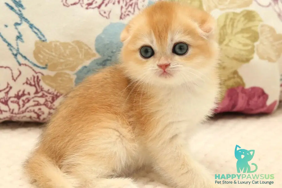 Yana Scottish Fold female black golden chinchilla - live animals