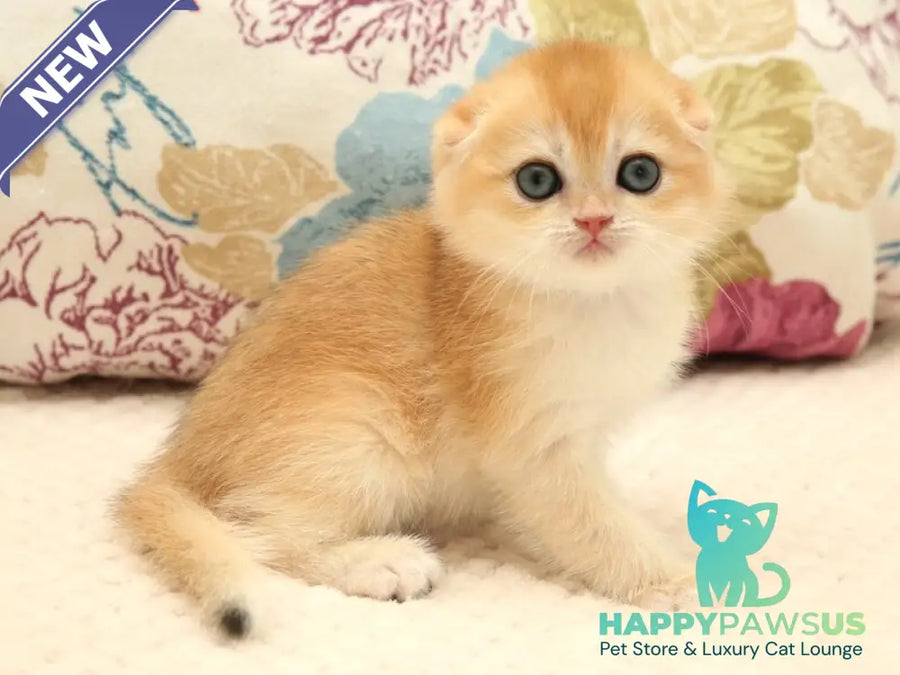 Yana Scottish Fold female black golden chinchilla - live animals