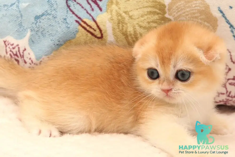 Yana Scottish Fold female black golden chinchilla - live animals