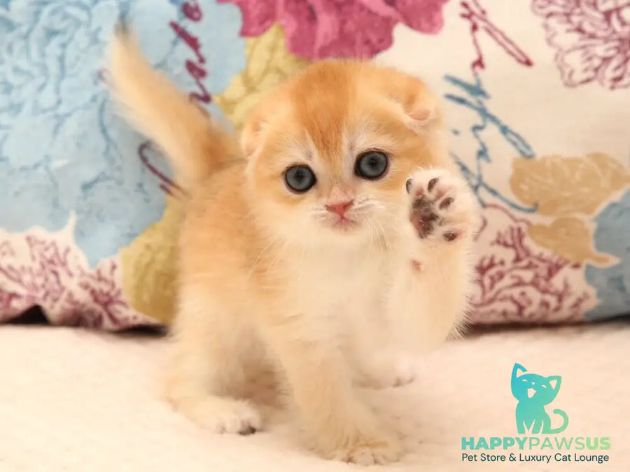 Yana Scottish Fold female black golden chinchilla - live animals