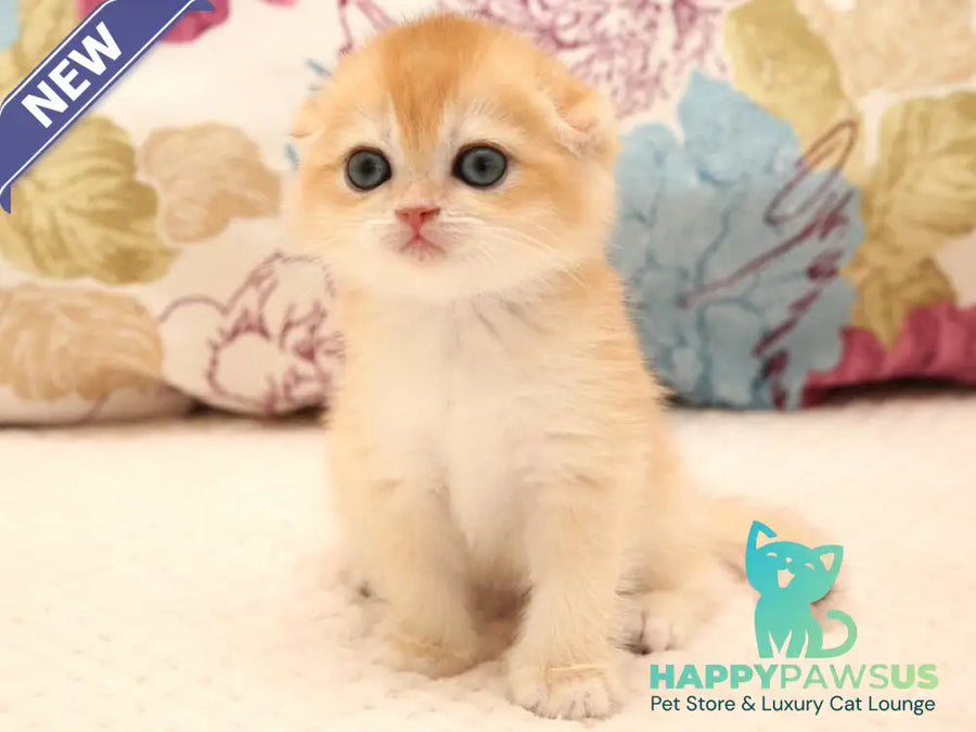 Yana Scottish Fold female black golden chinchilla - live animals
