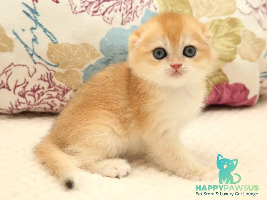Yana Scottish Fold female black golden chinchilla - live animals