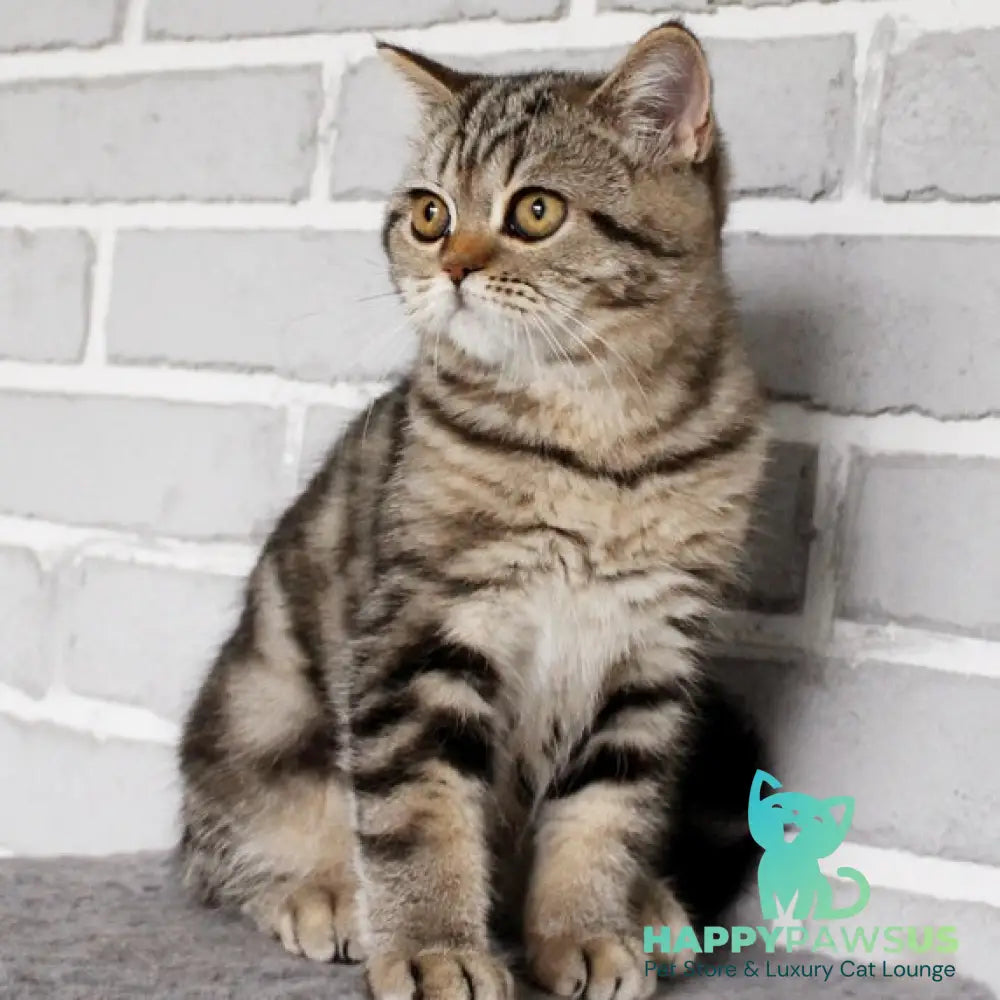 Yanessa British Shorthair female black tabby - live animals