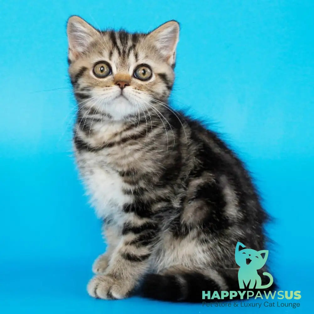 Yanessa British Shorthair female black tabby - live animals