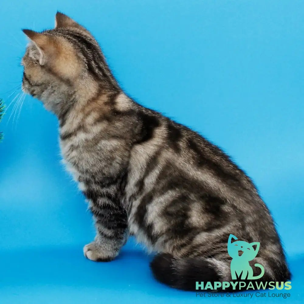 Yanessa British Shorthair female black tabby - live animals
