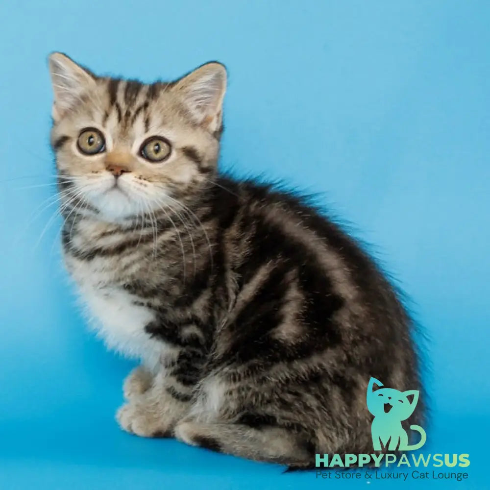 Yanessa British Shorthair female black tabby - live animals