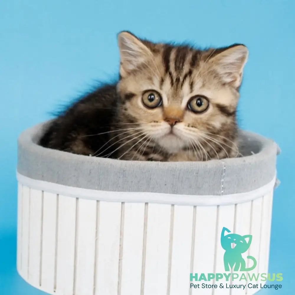 Yanessa British Shorthair female black tabby - live animals