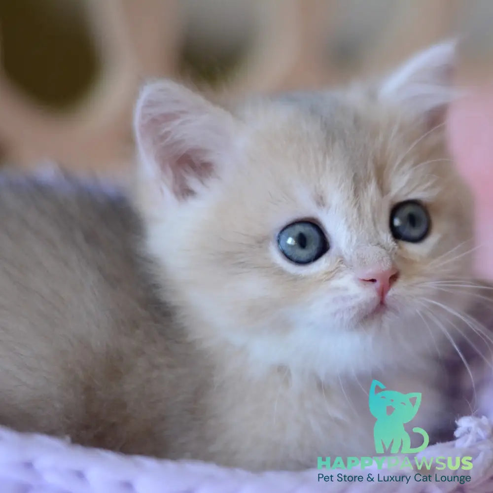 Yanina British Shorthair female blue golden chinchilla - live animals