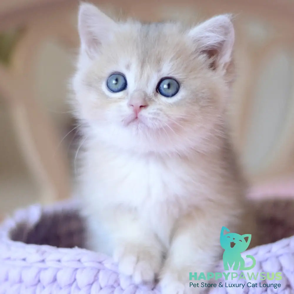 Yanina British Shorthair female blue golden chinchilla - live animals