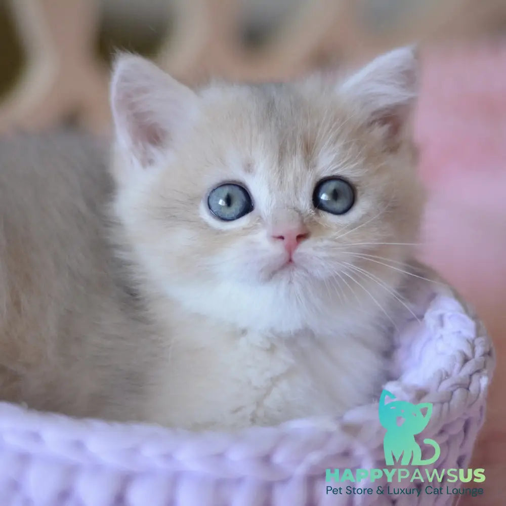 Yanina British Shorthair female blue golden chinchilla - live animals