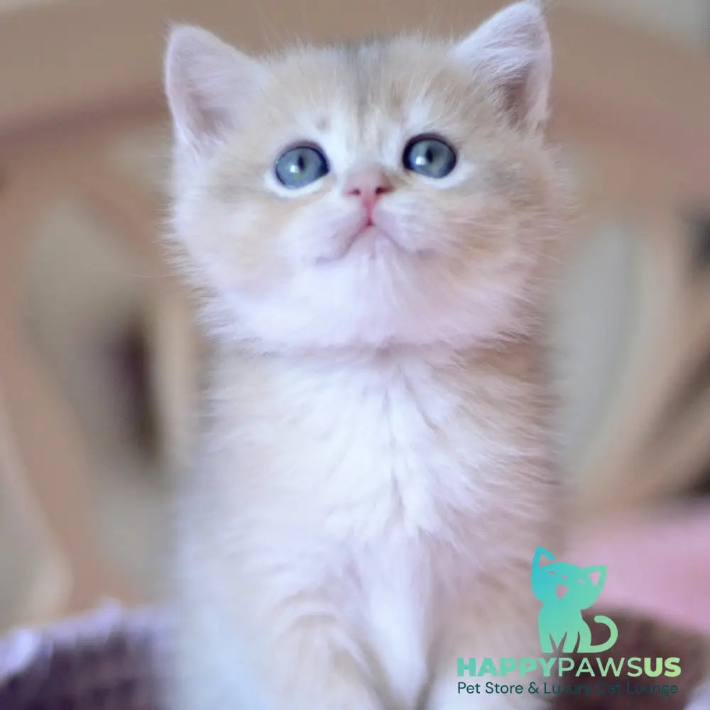 Yanina British Shorthair female blue golden chinchilla - live animals