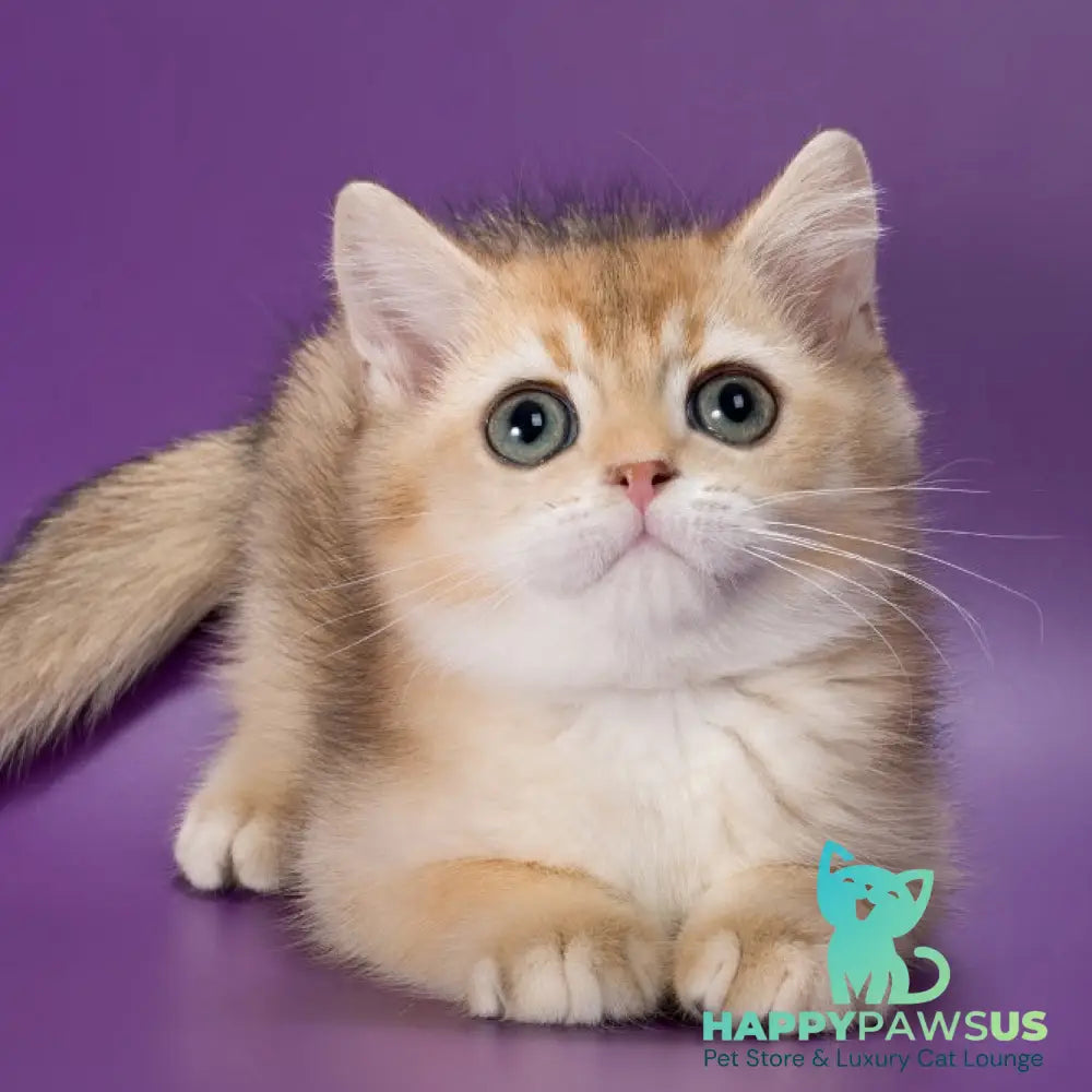 Yanir British Shorthair male black golden ticked tabby - live animals