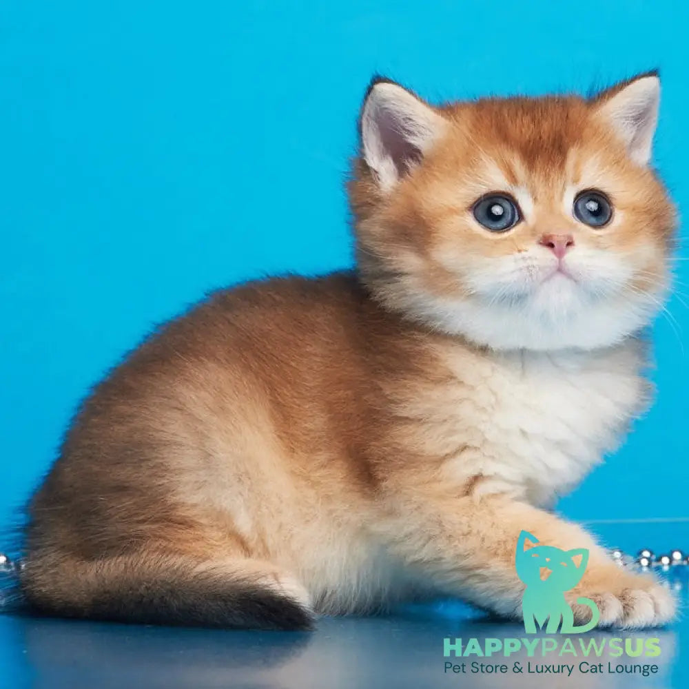 Yanir British Shorthair male black golden ticked tabby - live animals