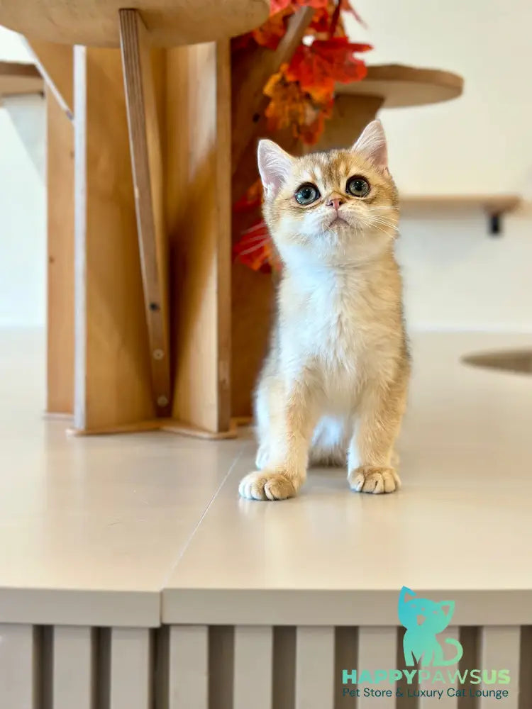 Yanir British Shorthair male black golden ticked tabby - live animals