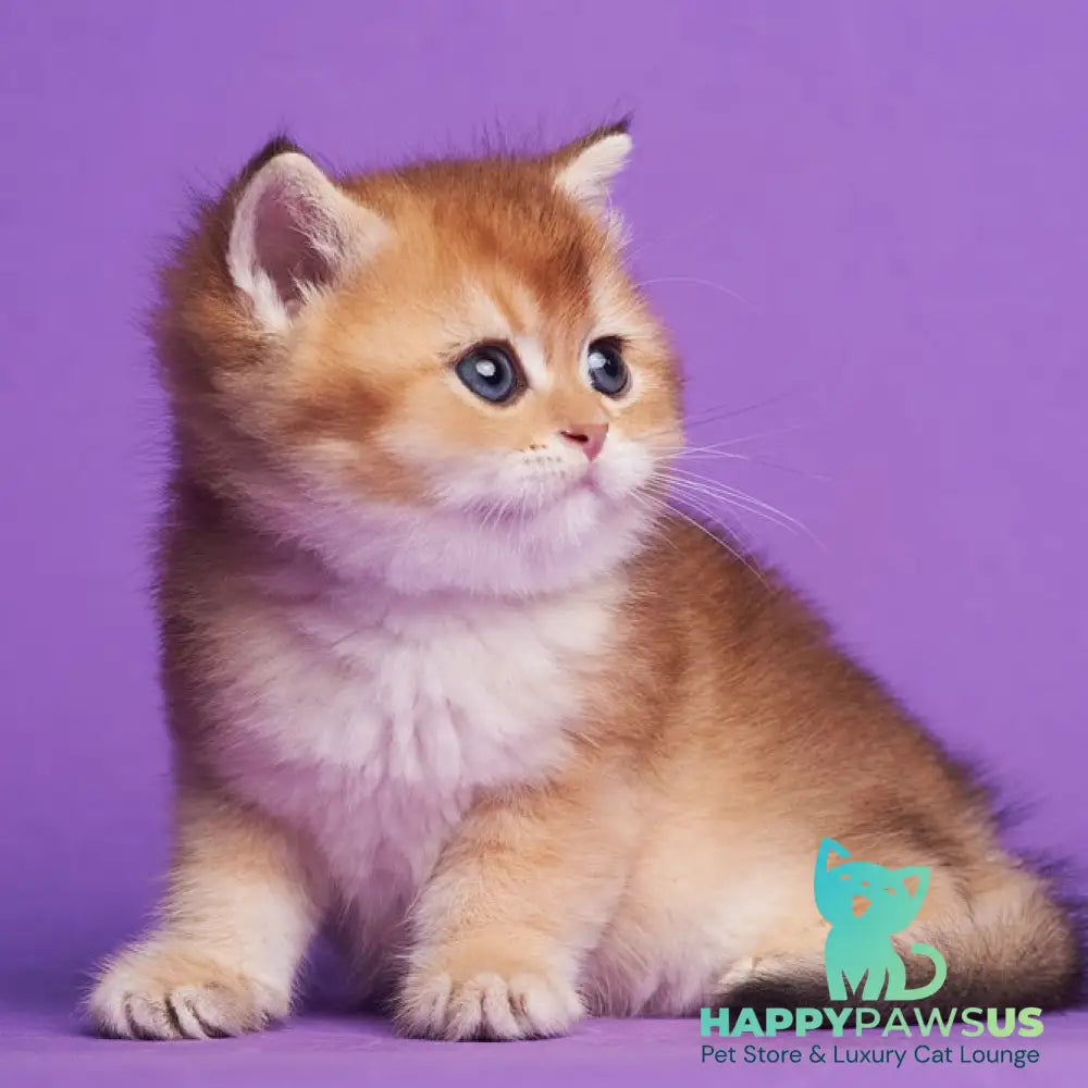 Yanir British Shorthair male black golden ticked tabby - live animals
