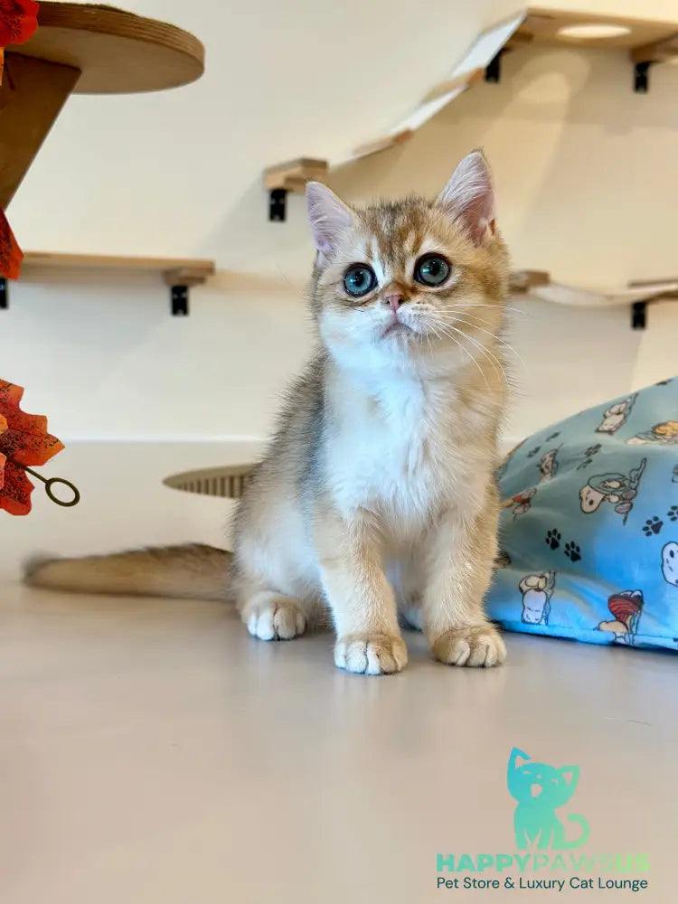 Yanir British Shorthair male black golden ticked tabby - live animals