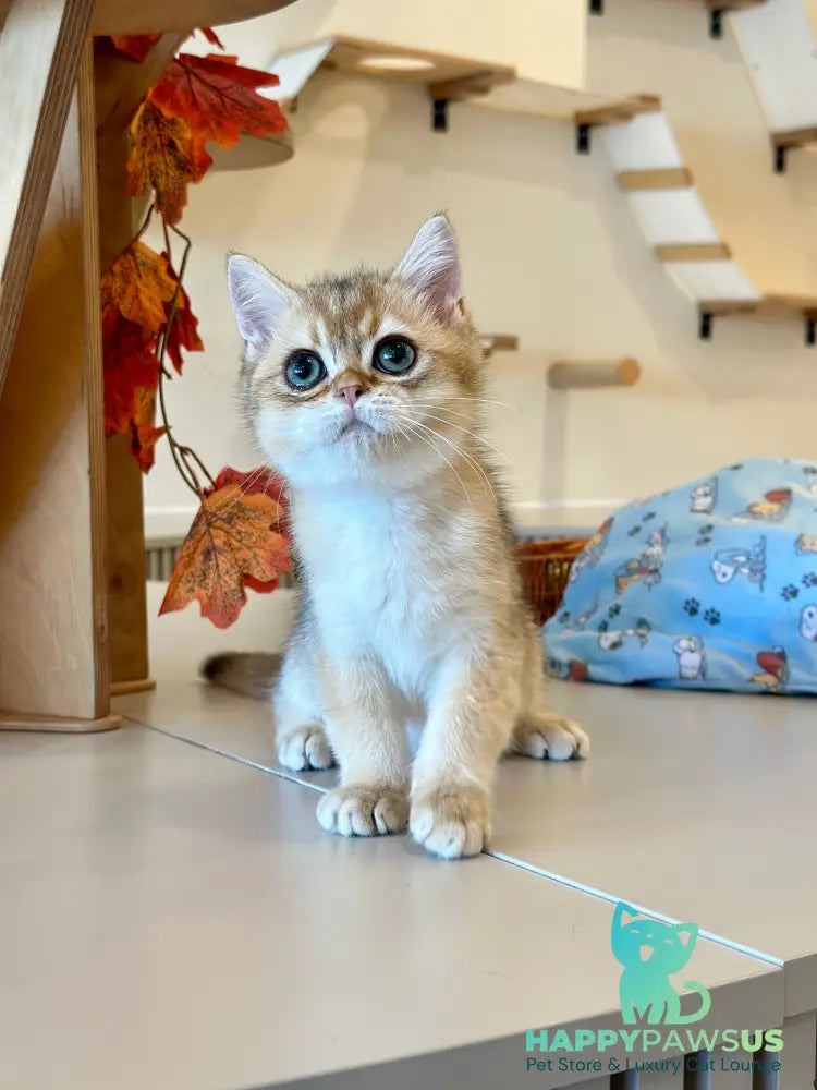 Yanir British Shorthair male black golden ticked tabby - live animals