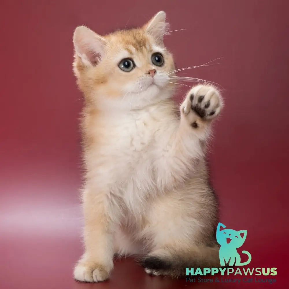 Yanir British Shorthair male black golden ticked tabby - live animals