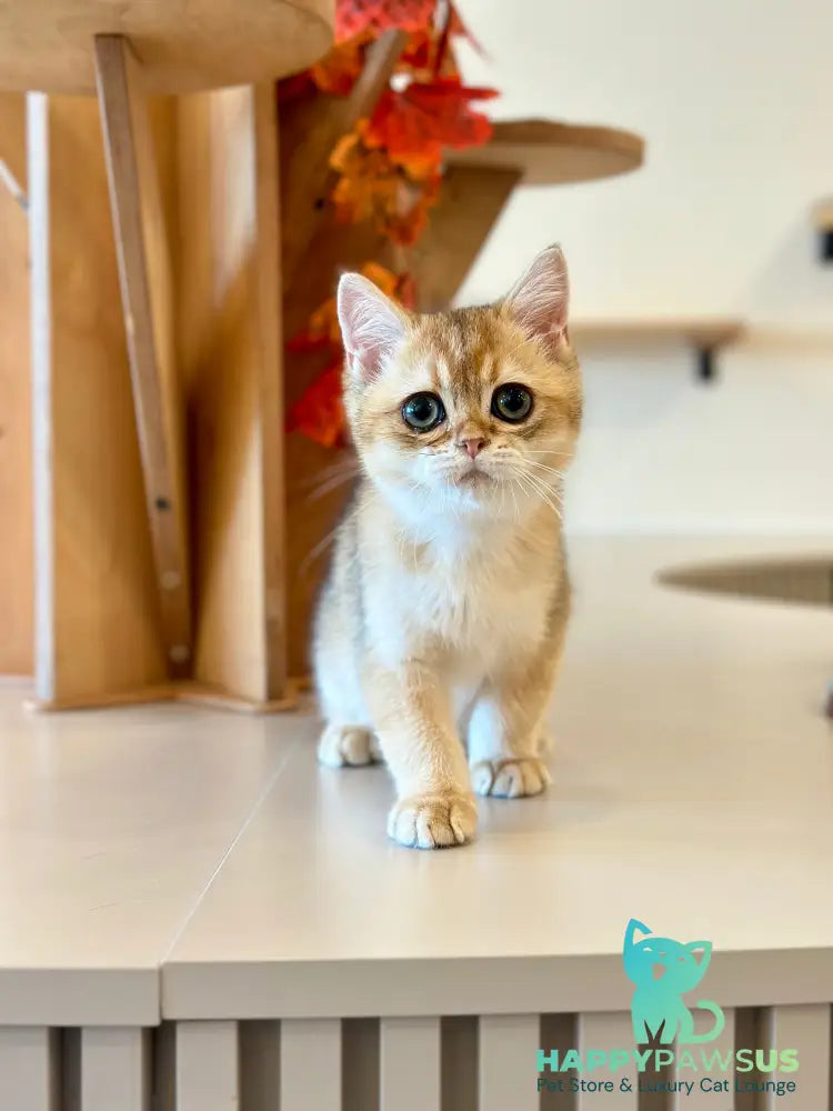 Yanir British Shorthair male black golden ticked tabby - live animals