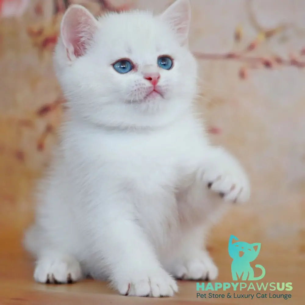 Yanis British Shorthair male black golden chinchilla pointed - live animals