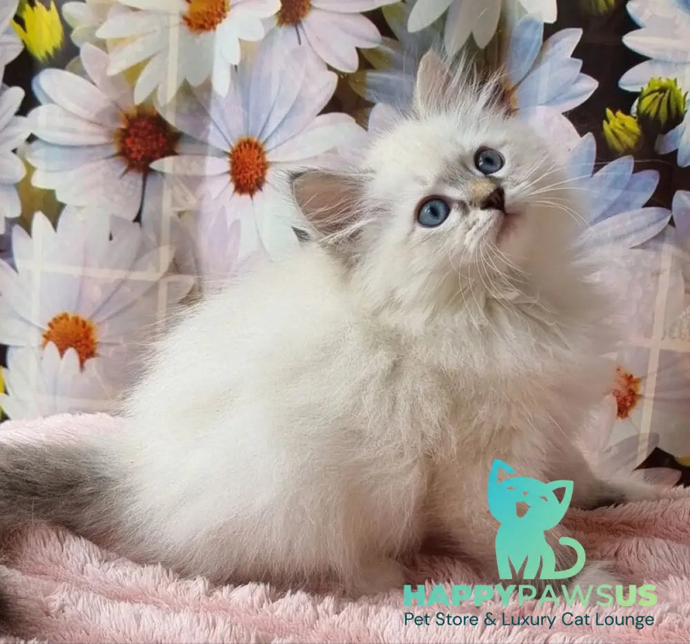 Yanis Siberian male black tabby pointed with white - live animals