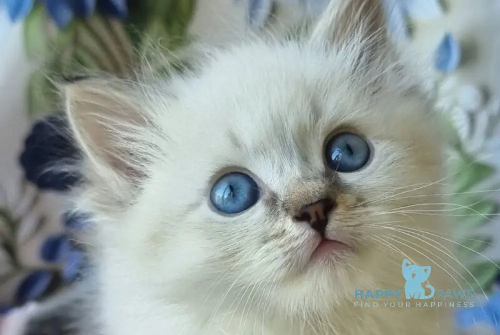 Yanis Siberian male black tabby pointed with white - live animals