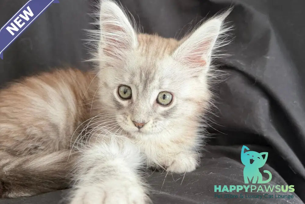 Yanius Maine Coon male black silver tabby - live animals