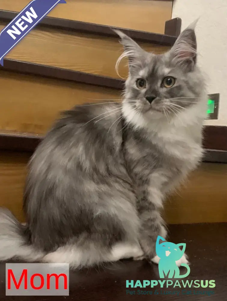Yanius Maine Coon male black silver tabby - live animals