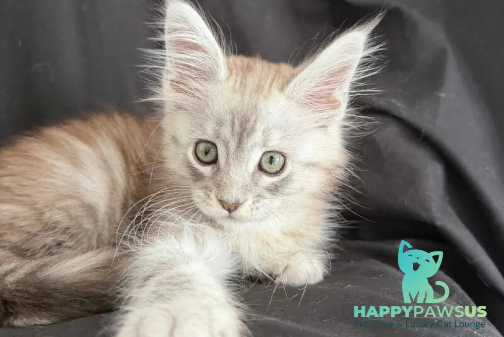 Yanius Maine Coon male black silver tabby - live animals
