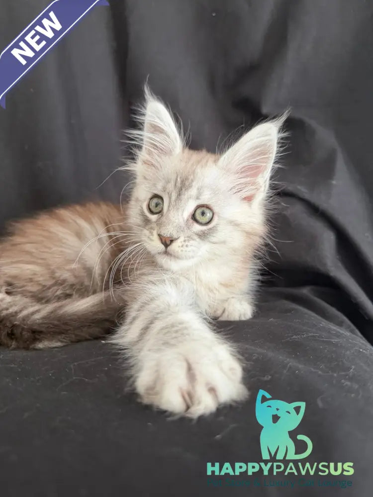 Yanius Maine Coon male black silver tabby - live animals