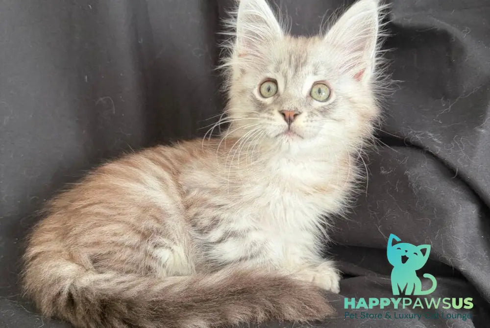 Yanius Maine Coon male black silver tabby - live animals