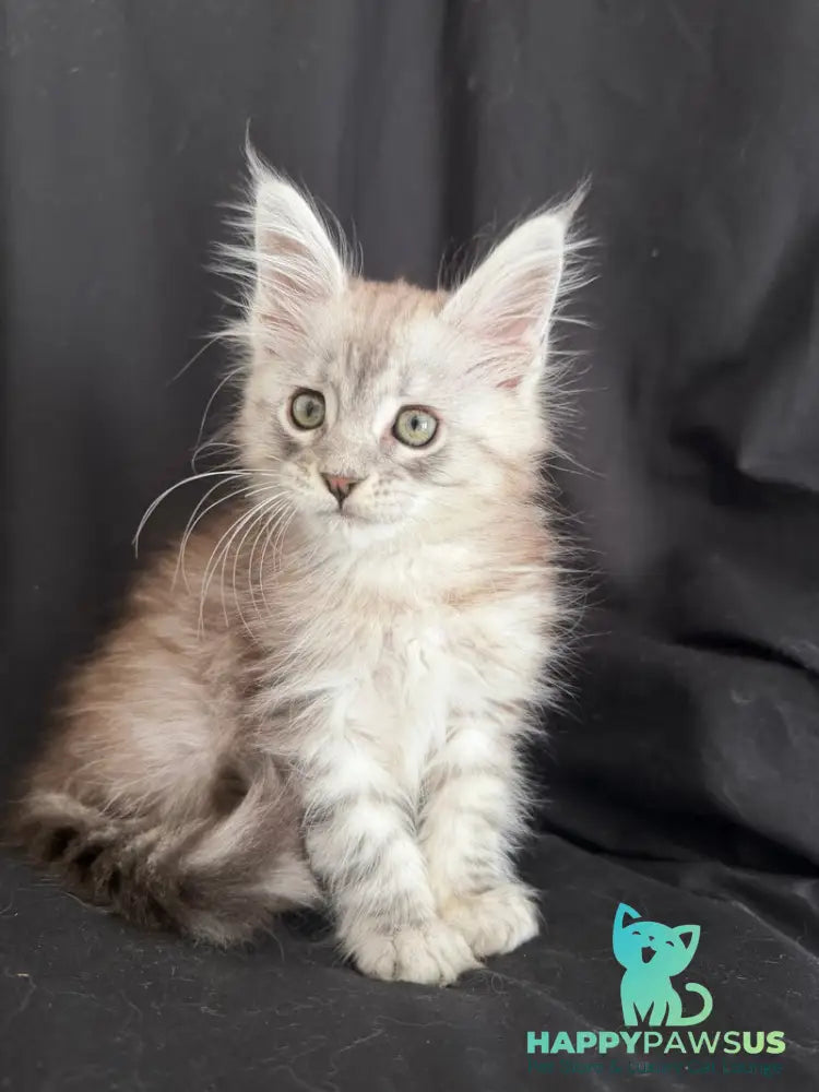 Yanius Maine Coon male black silver tabby - live animals