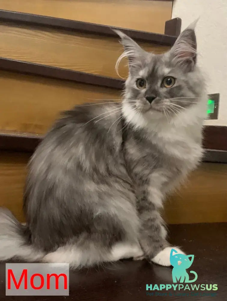 Yanius Maine Coon male black silver tabby - live animals