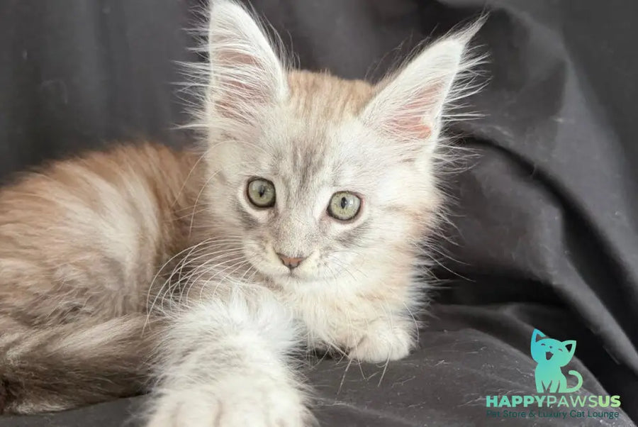 Yanius Maine Coon male black silver tabby - live animals