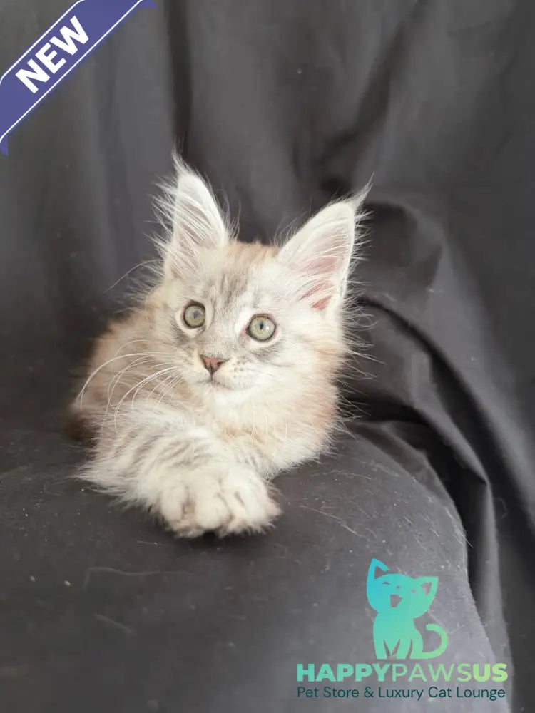 Yanius Maine Coon male black silver tabby - live animals