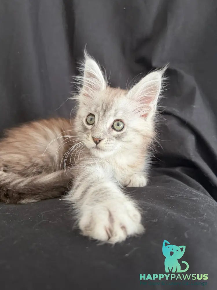 Yanius Maine Coon male black silver tabby - live animals