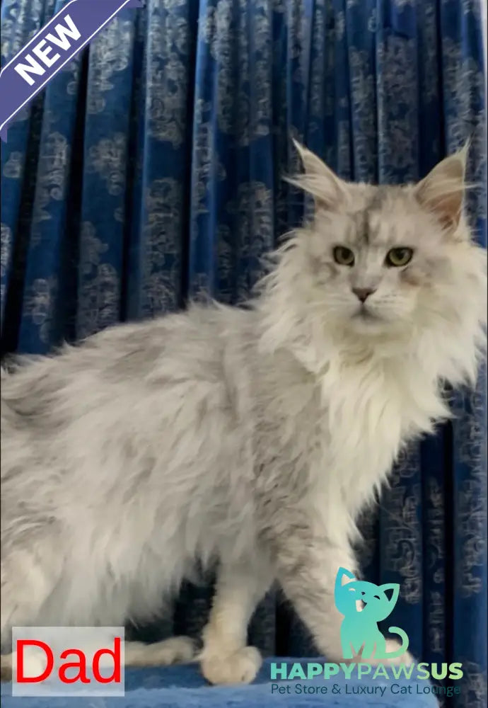 Yanius Maine Coon male black silver tabby - live animals