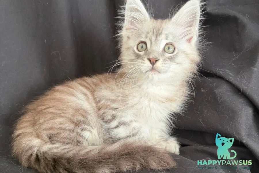Yanius Maine Coon male black silver tabby - live animals