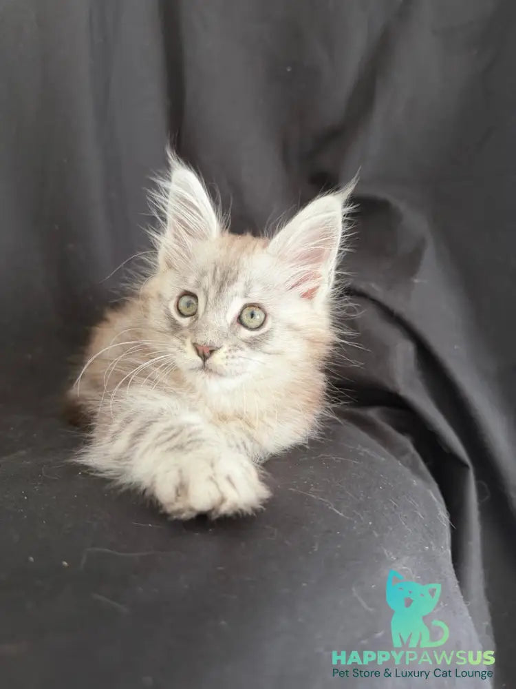 Yanius Maine Coon male black silver tabby - live animals
