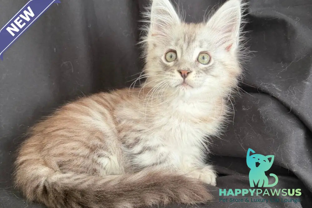 Yanius Maine Coon male black silver tabby - live animals