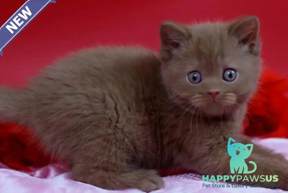 Yanka British Shorthair female cinnamon - live animals