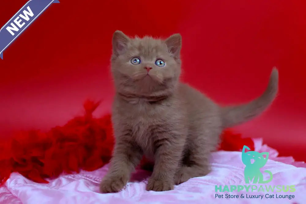 Yanka British Shorthair female cinnamon - live animals